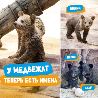 Изрображение 'Ташкентцы помогли выбрать имена для медвежат в столичном зоопарке'
