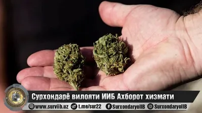 'Сурхондарёда ресторанларнинг бирида “гашиш” сотувчиларининг савдосига чек қўйилди'ning rasmi