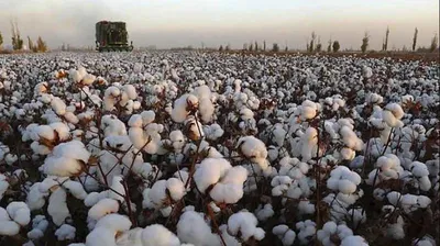 Изображение 'В Узбекистане собрали 76% запланированного урожая хлопка'