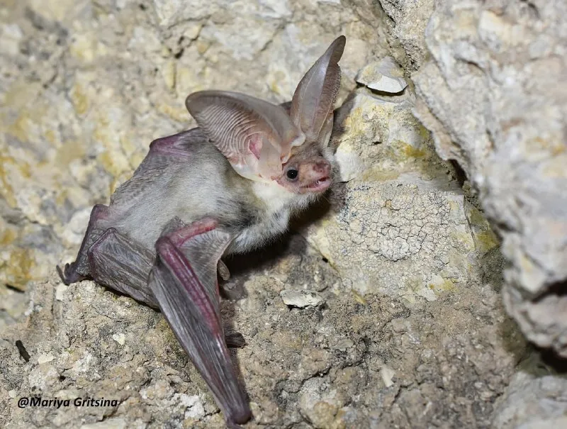 Изображение 'В Узбекистане впервые заметили редкий вид летучих мышей'