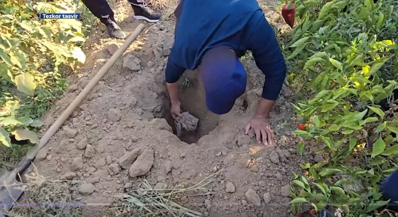 Изображение 'В Ургуте почти 5 кг опия нашли закопанными во дворе (видео)'